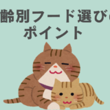 雑種猫の年齢別フード選びのポイント