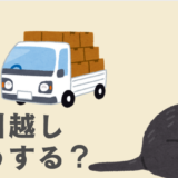 雑種猫　引越し　