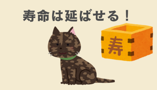 雑種猫の寿命を延ばす5つの秘訣