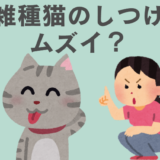 雑種猫でもしつけ　初心者