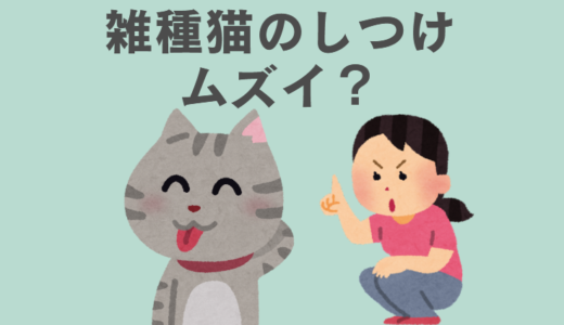 雑種猫でもしつけは可能？初心者が知るべき基本のコツ